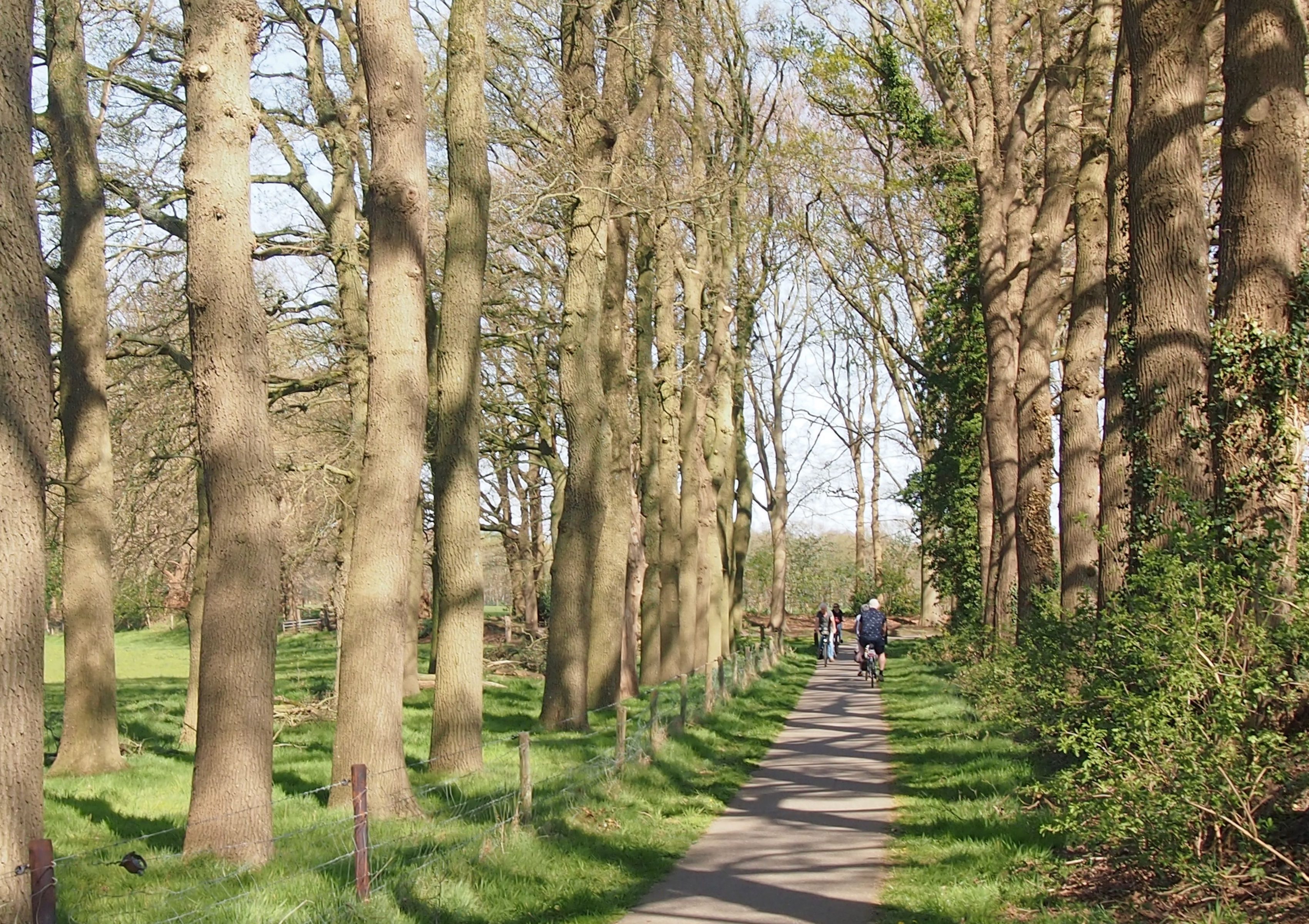 Afbeelding van fietspad tussen eiken in lenteblad